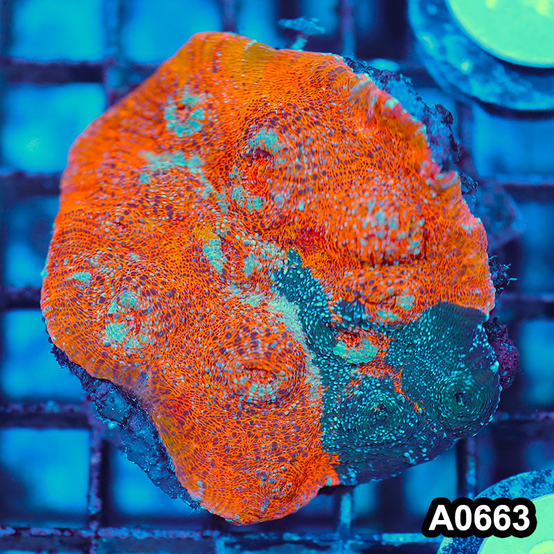 Item#A0663IN0663(M) WYSIWYG Indo Cultured Unique Rainbow Chalice Colony