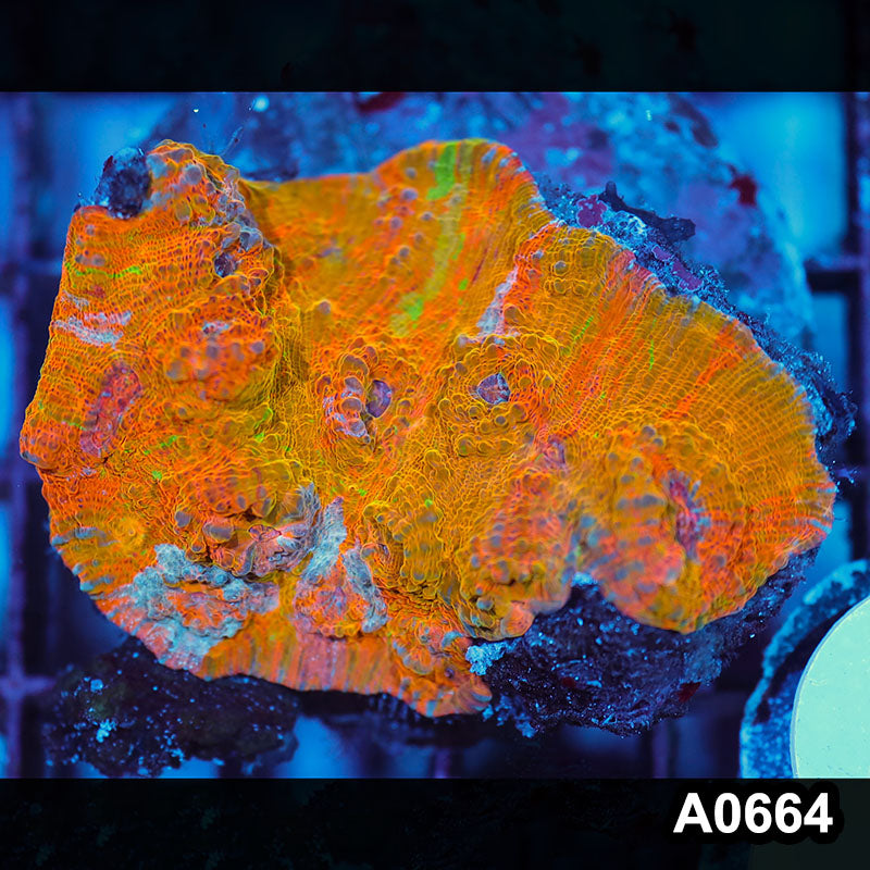 Item#A0664IN0664(M) WYSIWYG Indo Cultured Unique Rainbow Chalice Colony