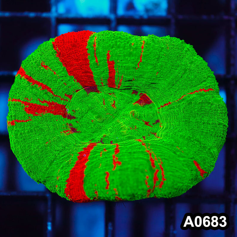 Item#A0683IN0683(M) WYSIWYG Aussie Ultra Bleeding Apple Scolymia