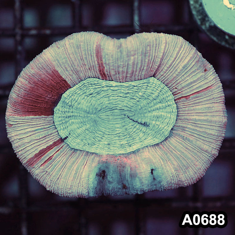 Item#A0688IN0688(S) WYSIWYG Aussie Ultra Unique Pink Trachyphyllia