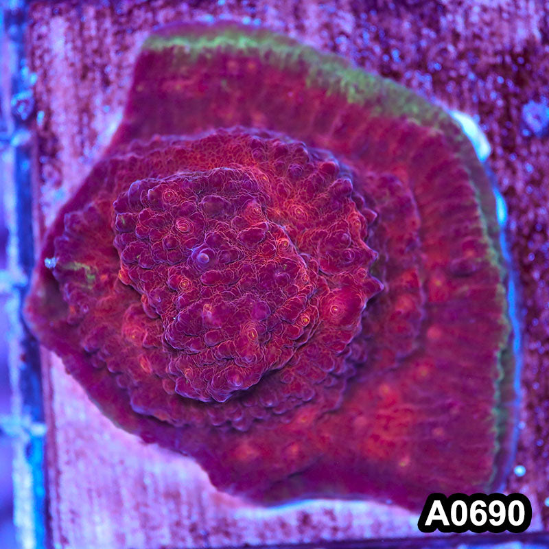 Item#A0690IN0690(M) WYSIWYG Cultured Ultra Chalice Mini Colony