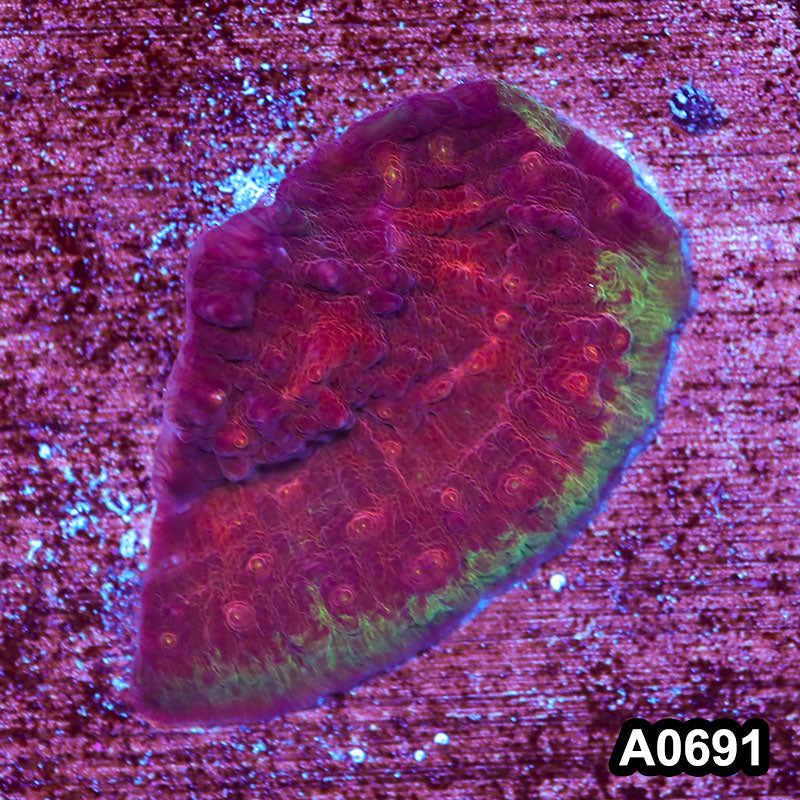 Item#A0691IN0691(S) WYSIWYG Cultured Ultra Chalice Frag