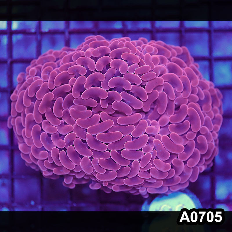 Item#A0705IN0705(M) WYSIWYG Aussie Ultra Pink Wall Hammer Colony