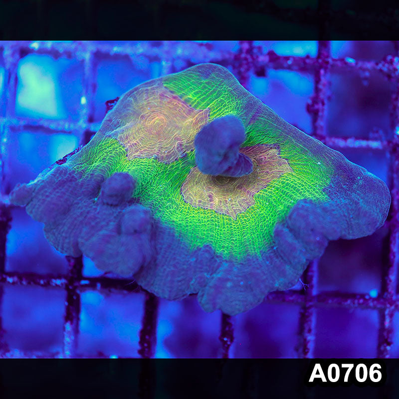 Item#A0706IN0706(S) WYSIWYG Indo Rainbow Pectinia Large Frag