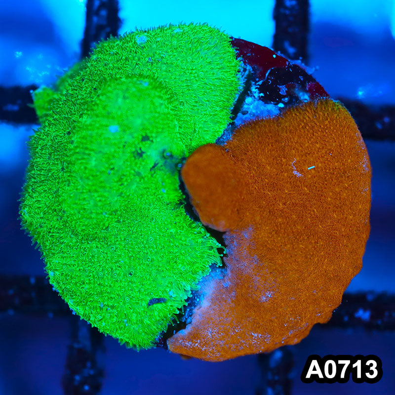 Item#A0713FM0713(S) WYSIWYG Cultured Psammacora Combo Frag