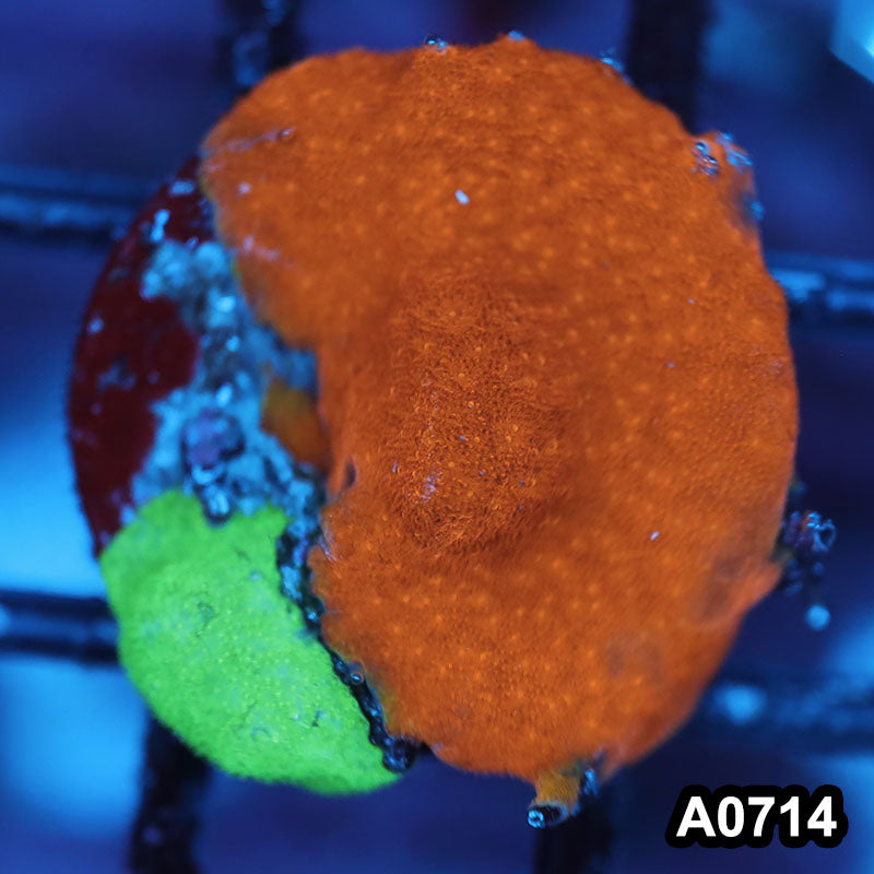 Item#A0714FM0714(S) WYSIWYG Cultured Psammacora Combo Frag