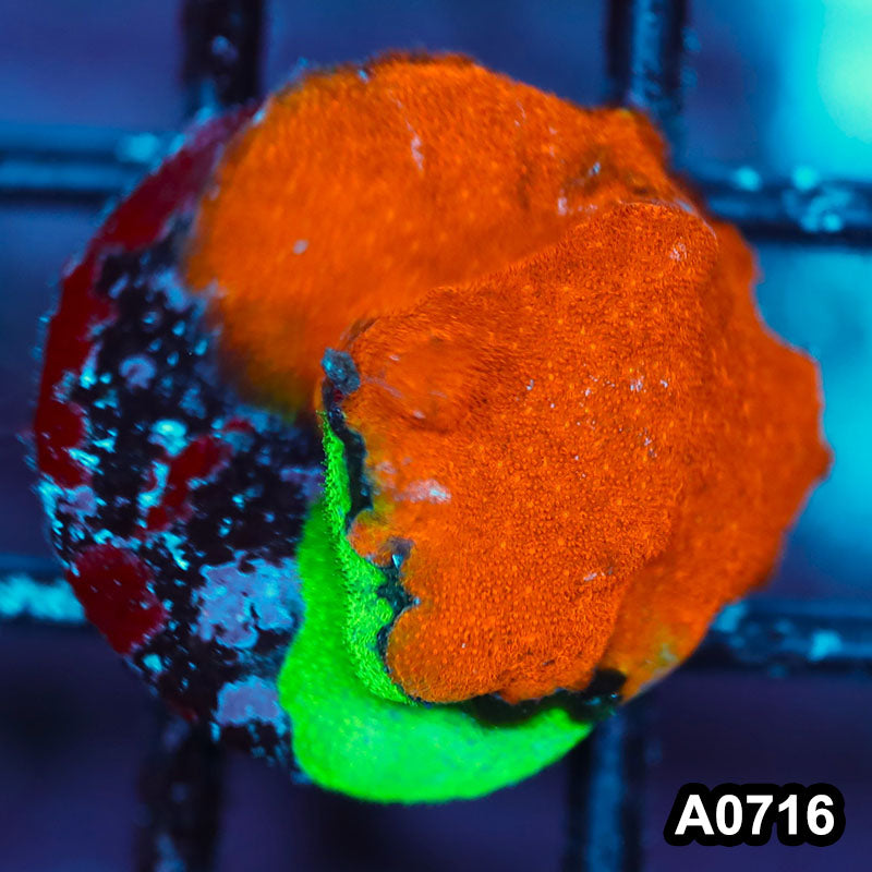 Item#A0716FM0716(S) WYSIWYG Cultured Psammacora Combo Frag