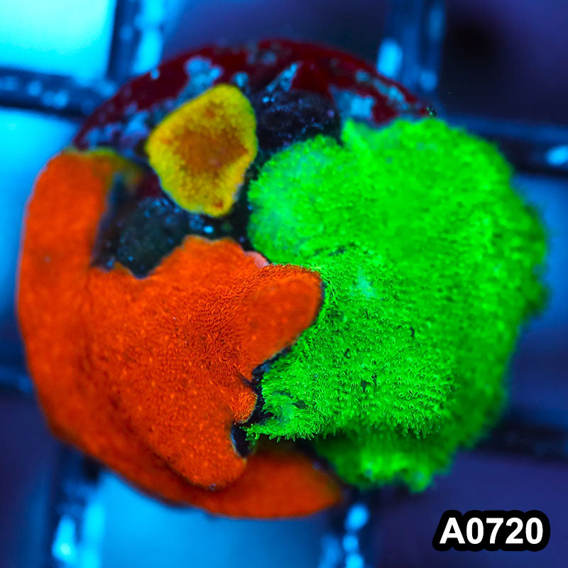 Item#A0720FM0720(S) WYSIWYG Cultured Psammacora Combo Frag