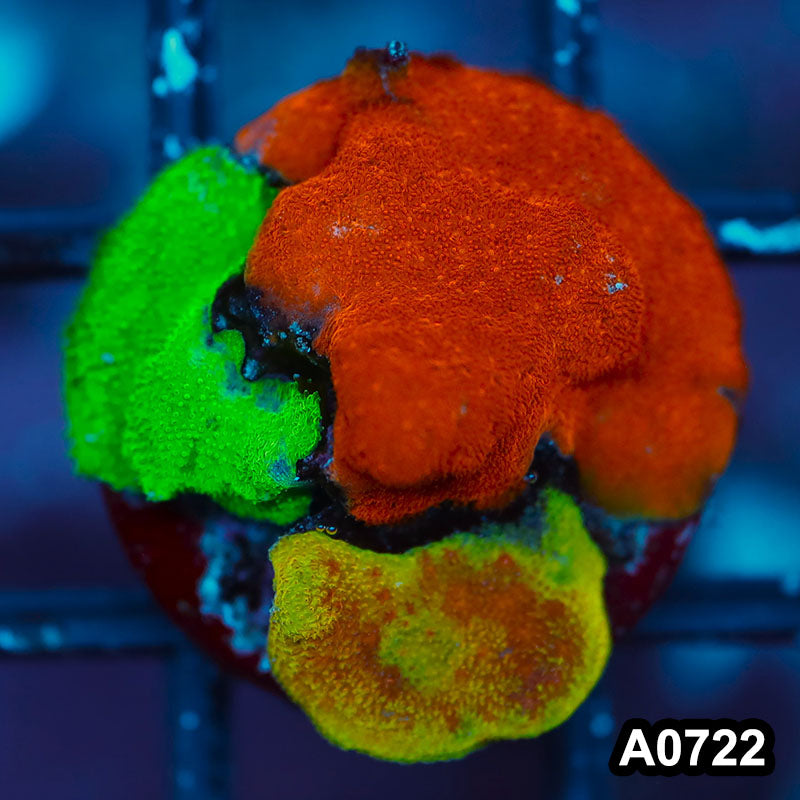 Item#A0722FM0722(S) WYSIWYG Cultured Psammacora Combo Frag