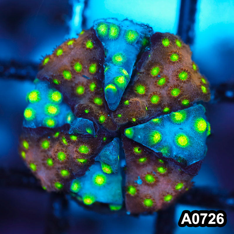 Item#A0726FM0726(S) WYSIWYG Cultured Bling Sponge Bob Bling Cyphastrea Frag
