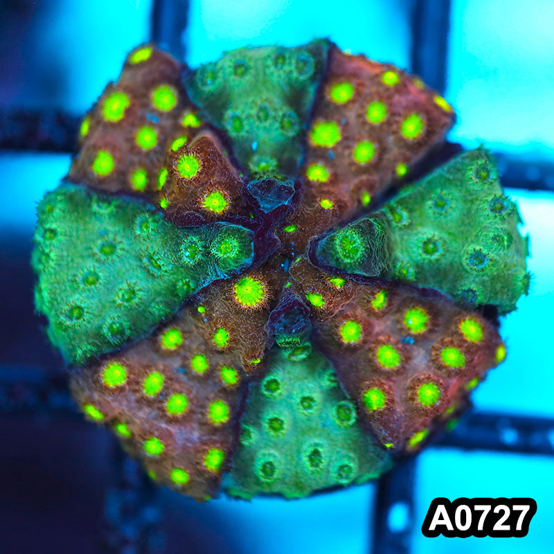 Item#A0727FM0727(S) WYSIWYG Cultured Bling Money Bling Cyphastrea Frag
