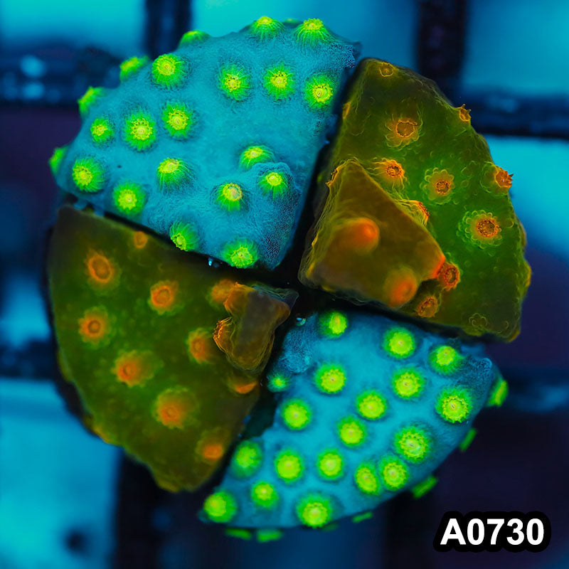Item#A0730FM0730(S) WYSIWYG Cultured Sponge Bob's Revenge Cyphastrea Frag