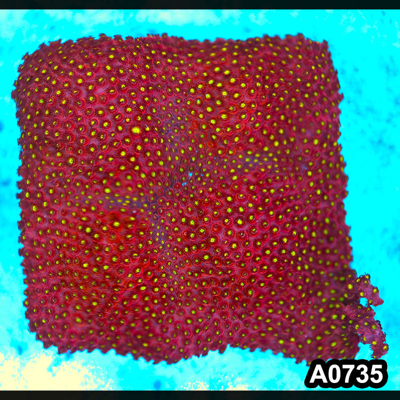 Item#A0735FM0735(L) WYSIWYG Cultured Bling Bling Cyphastrea Colony