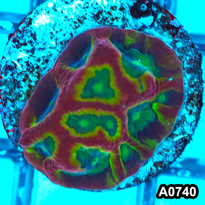 Item#A0740FM0740(S) Hand Selected Cultured TMNT Favia 1inch Frag 02