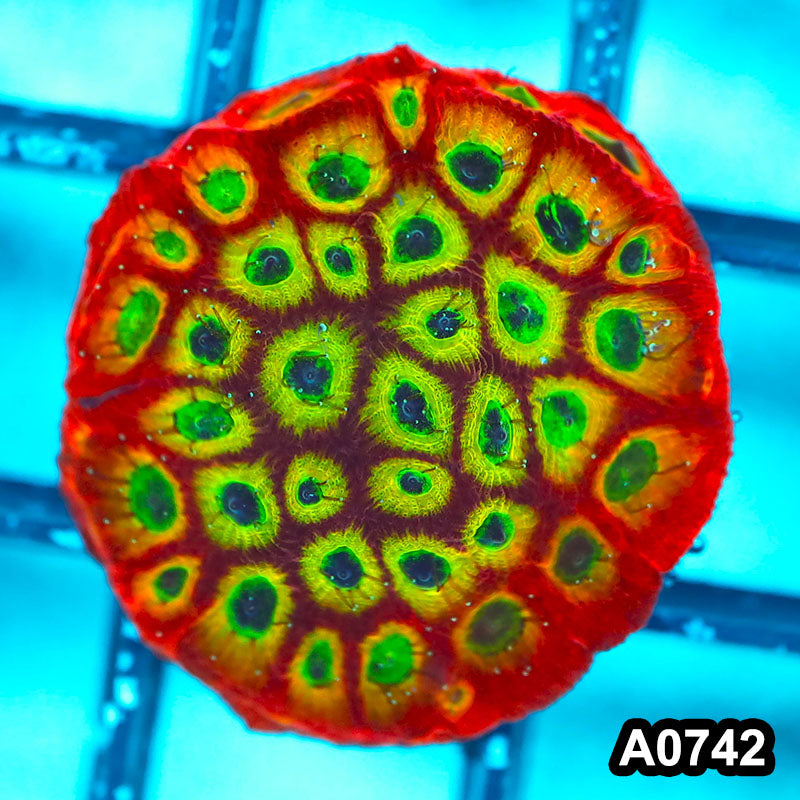 Item#A0742FM0742(S) Hand Selected Cultured Spicy Lemon Favia Full Encrusted Frag 06