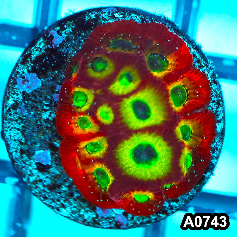 Item#A0743FM0743(S) Hand Selected Cultured Spicy Lemon Favia 1inch Frag 07