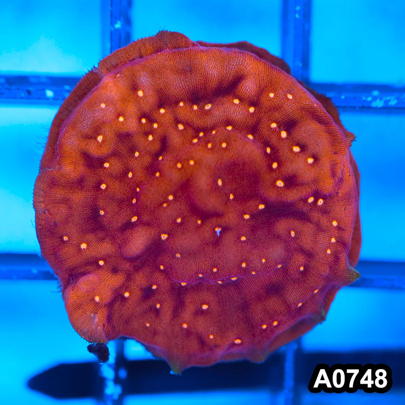 Item#A0748FM0748(S) Hand Selected Cultured Orange Leptoseris Full Encrusted Frag 02
