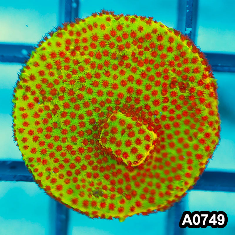 Item#A0749FM0749(S) Hand Selected Cultured Burning Banana Stylocoeniella Full Encrusted Frag 08