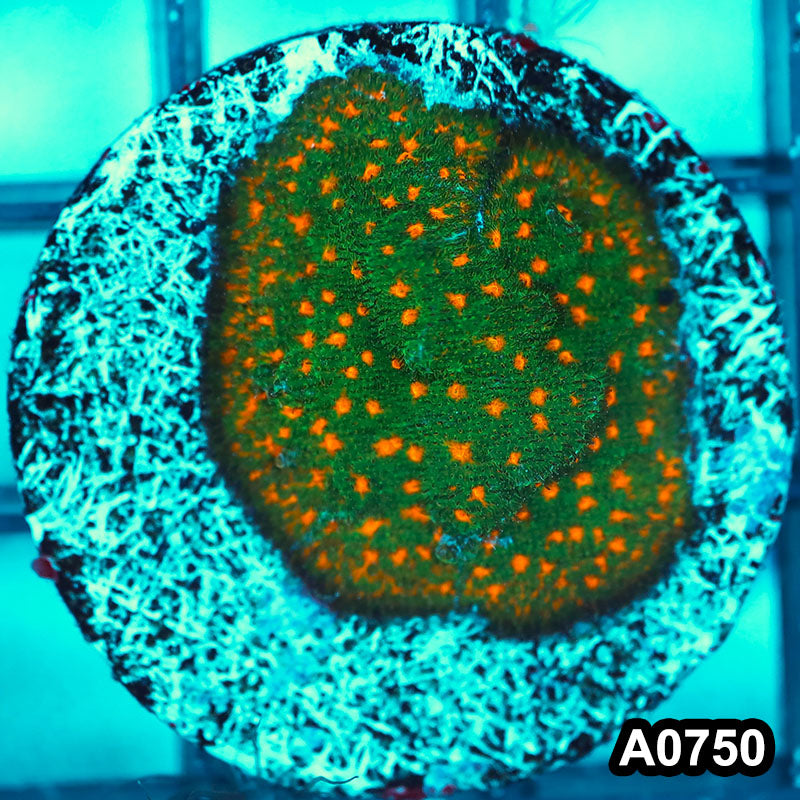 Item#A0750FM0750(S) Hand Selected Cultured John Deer Psammacora 1inch Frag 08