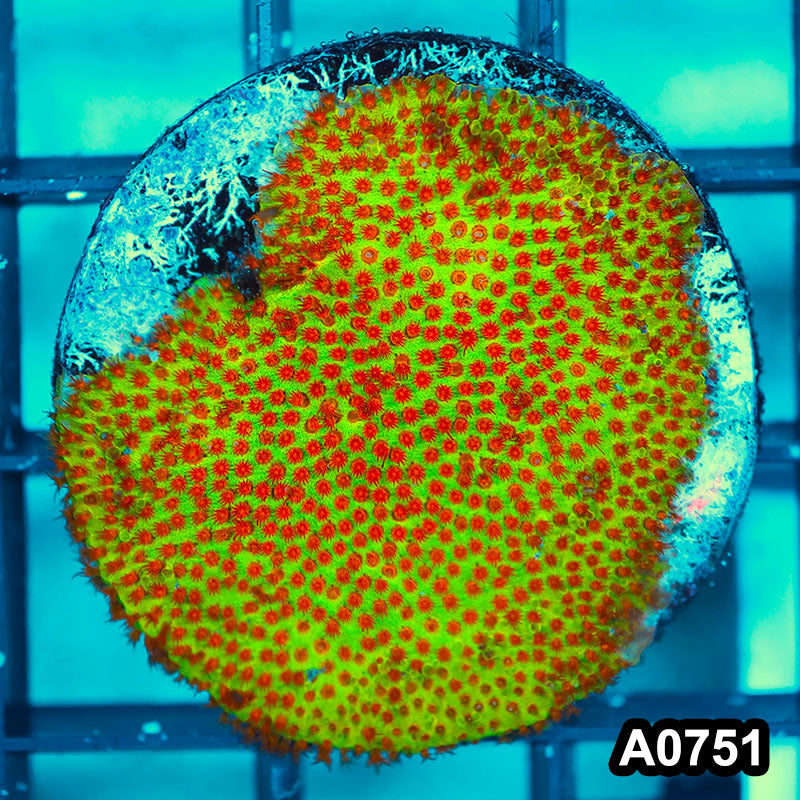 Item#A0751FM0751(S) Hand Selected Cultured Burning Banana Stylocoeniella 1inch Frag 08