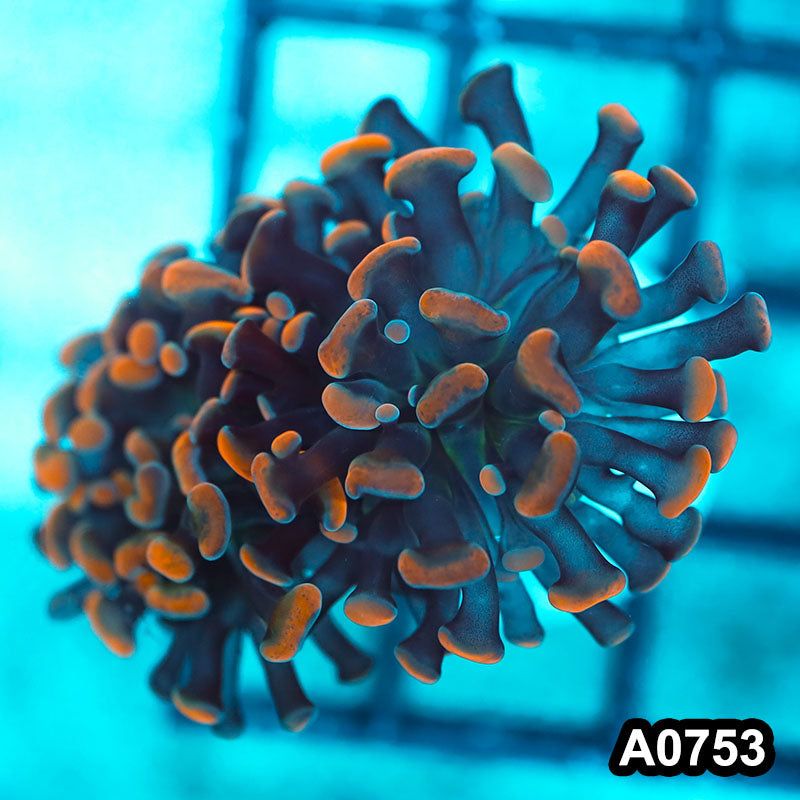 Item#A0753FM0753(S) WYSIWYG Cultured Indo Ultra Peach Tip Branching Hammer Single Head