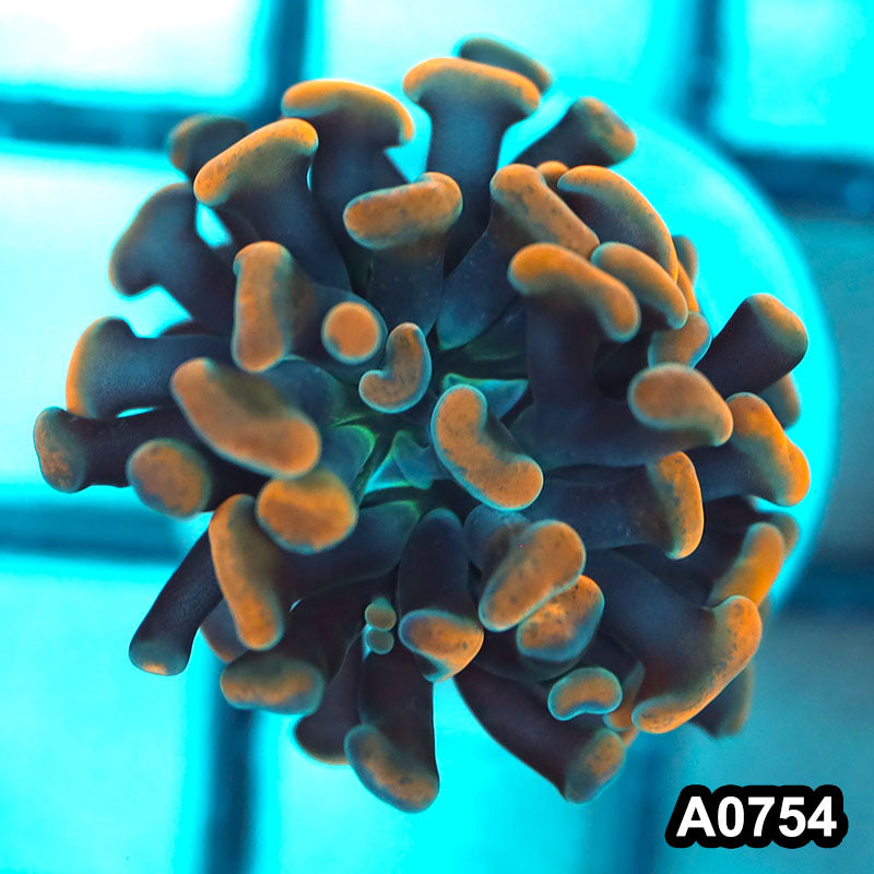 Item#A0754FM0754(S) WYSIWYG Cultured Indo Ultra Peach Tip Branching Hammer Single Head
