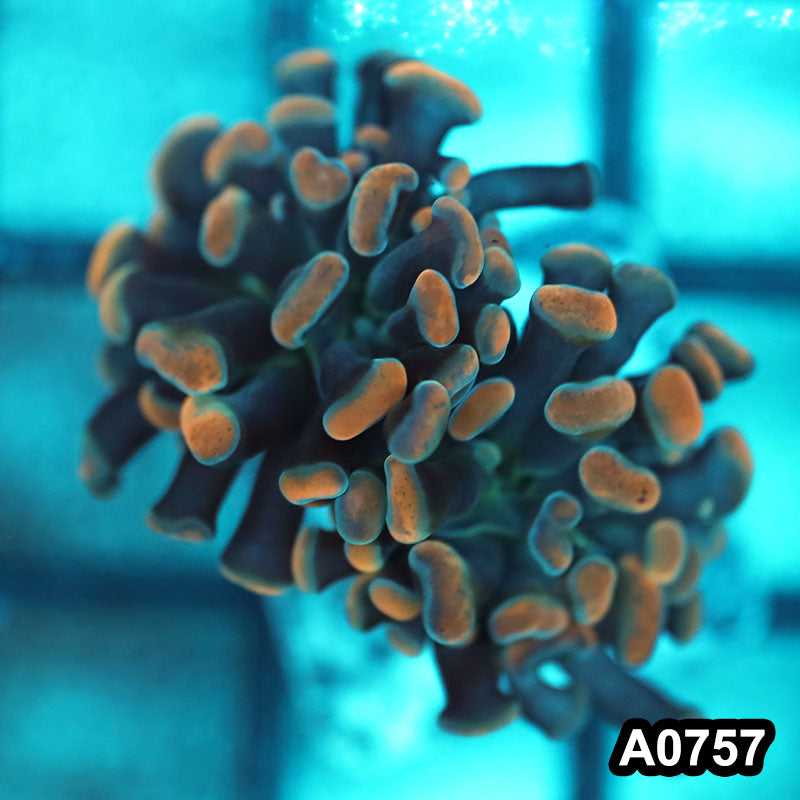 Item#A0757FM0757(S) WYSIWYG Cultured Indo Ultra Peach Tip Branching Hammer Single Head