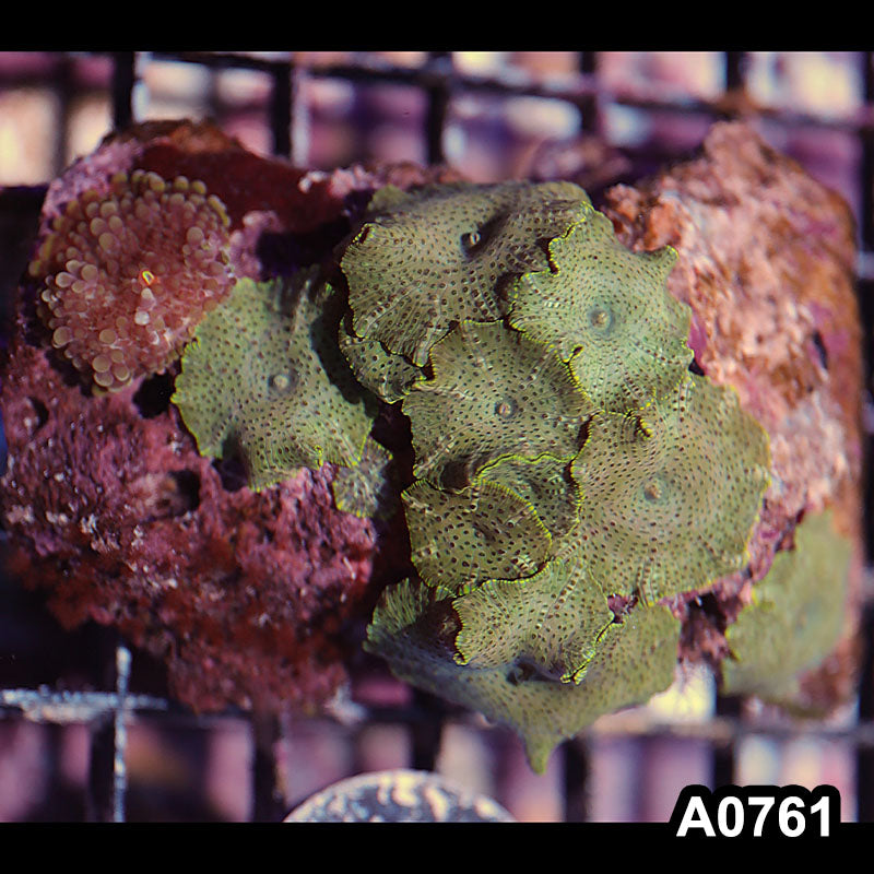 Item#A0761IN0761(M) WYSIWYG Vietnam Ultra Discosoma Mushroom Colony