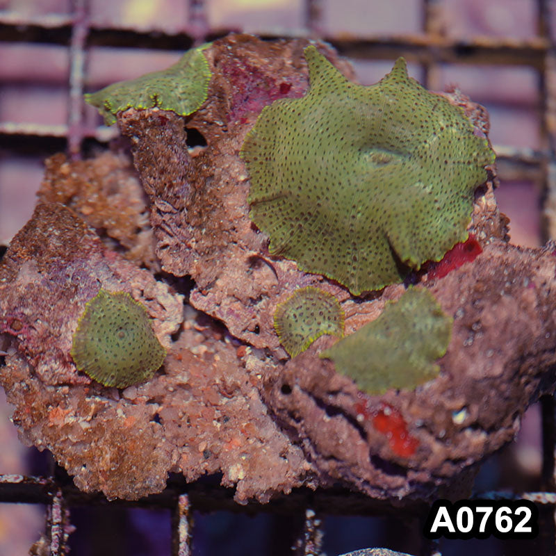 Item#A0762IN0762(S) WYSIWYG Vietnam Ultra Discosoma Mushroom Colony