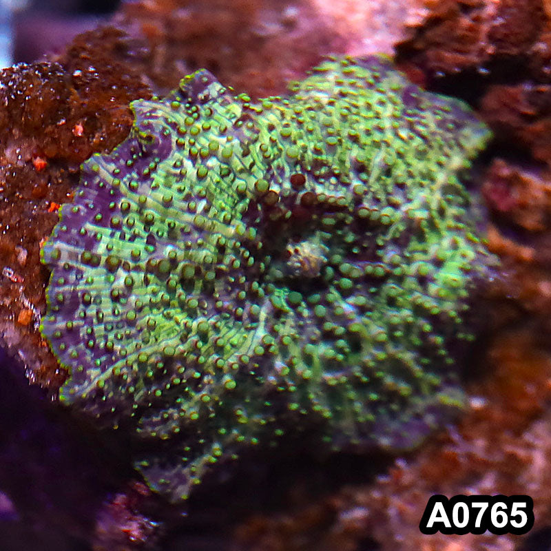 Item#A0765IN0765(S) WYSIWYG Vietnam Ultra Unique Discosoma Mushroom Colony