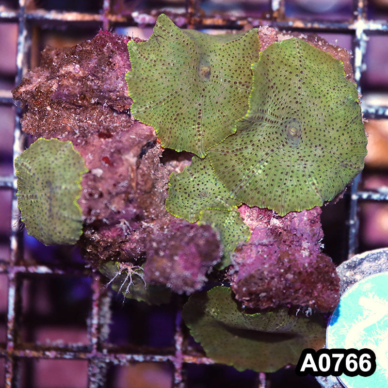 Item#A0766IN0766(S) WYSIWYG Vietnam Ultra Discosoma Mushroom Colony