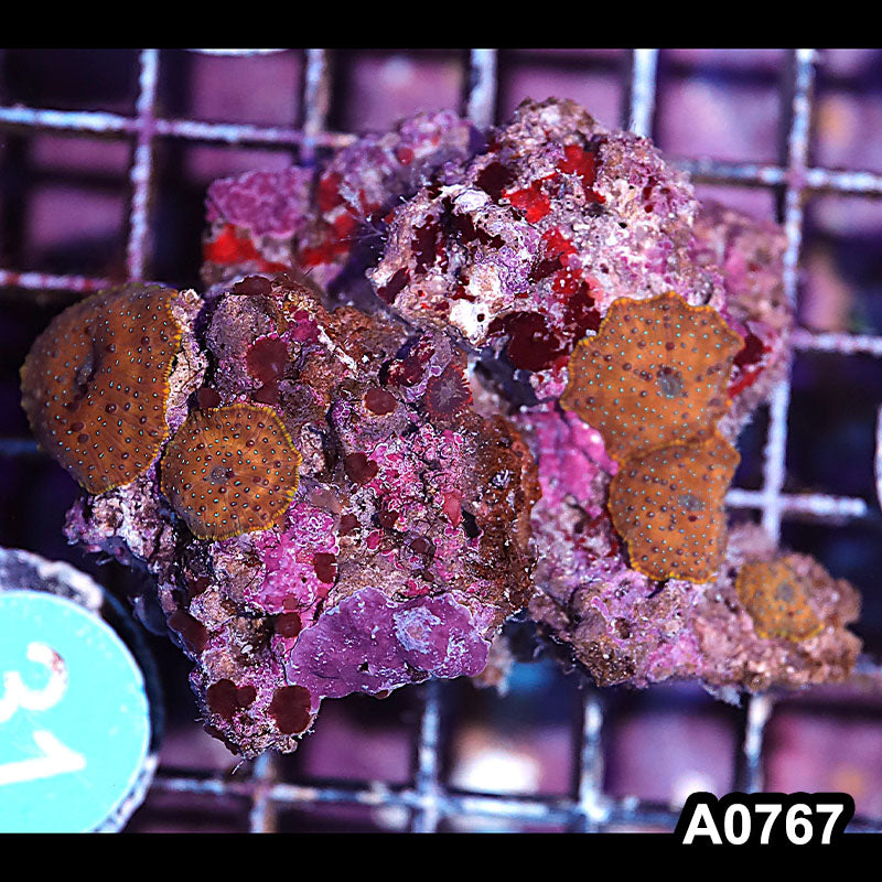 Item#A0767IN0767(M) WYSIWYG Vietnam Ultra Unique Discosoma Mushroom Colony