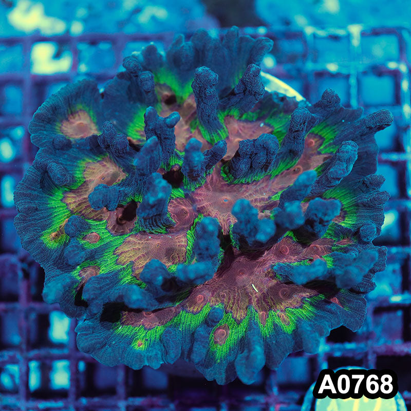Item#A0768IN0768(M) WYSIWYG Indo Rainbow Pectinia Colony