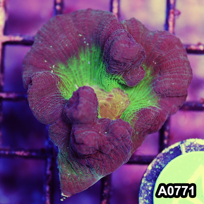 Item#A0771IN0771(S) WYSIWYG INdo Rainbow Pectinia Frag