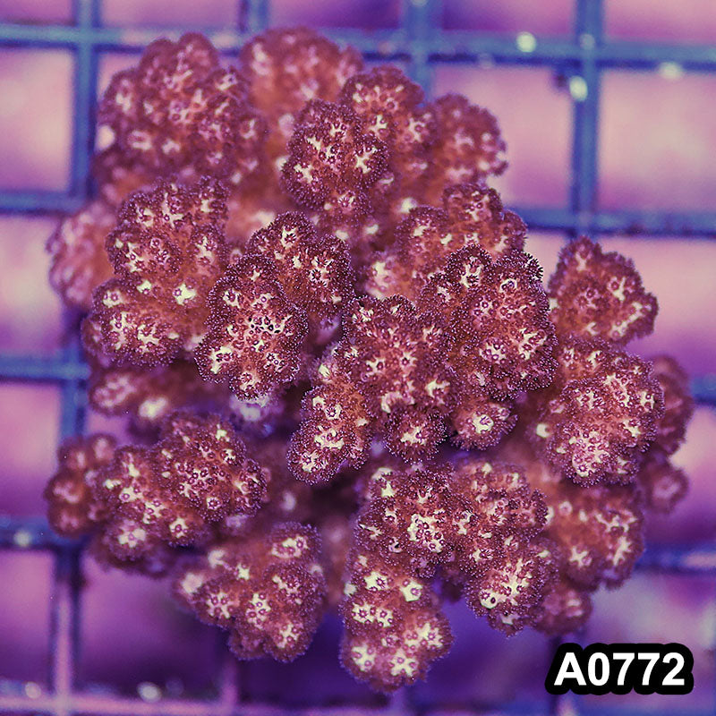 Item#A0772IN0772(S) WYSIWYG Fiji Island Pocillopora Mini Colony