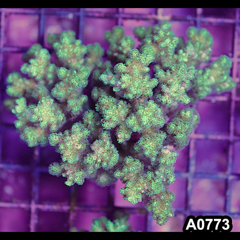 Item#A0773IN0773(S) WYSIWYG Fiji Island Pocillopora Colony