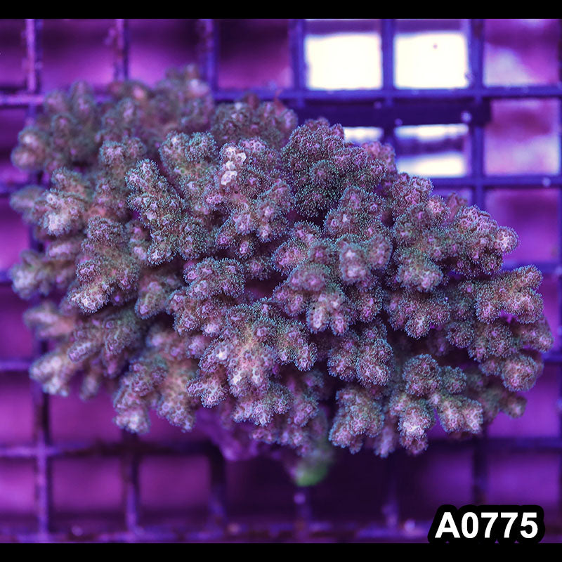 Item#A0775IN0775(S) WYSIWYG Fiji Island Pocillopora Colony
