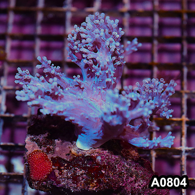 Item#A0804IN0804(M) WYSIWYG Aussie Metalic Blue Cespitularia Mini Colony