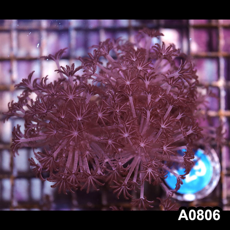 Item#A0806IN0806(M) WYSIWYG Indo Pulsing Xenia Colony