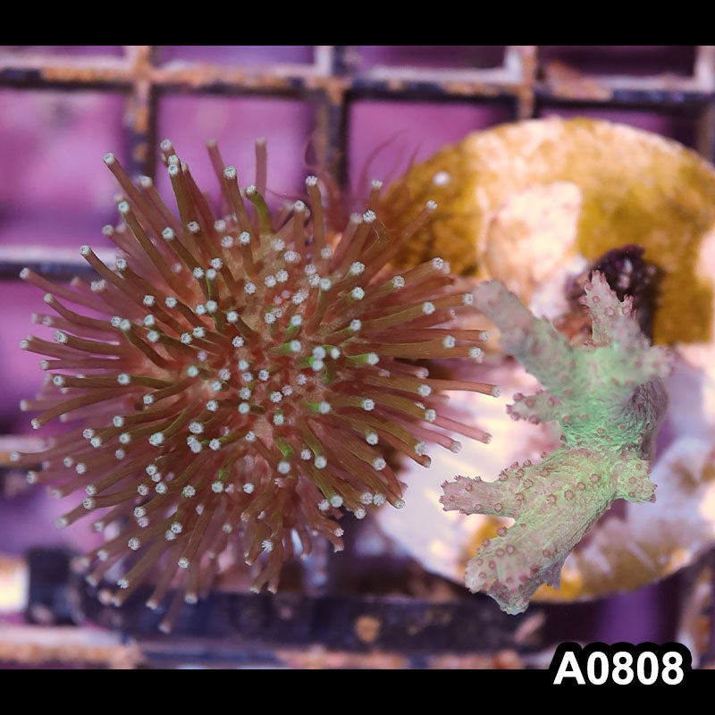 Item#A0808IN0808(S) WYSIWYG Indo Toadstool Sinularia Mini Combo