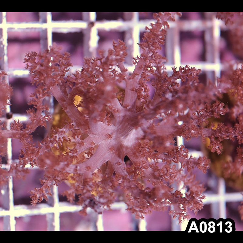 Item#A0813IN0813(S) Hand Selected Cultured Kenya Frag 02