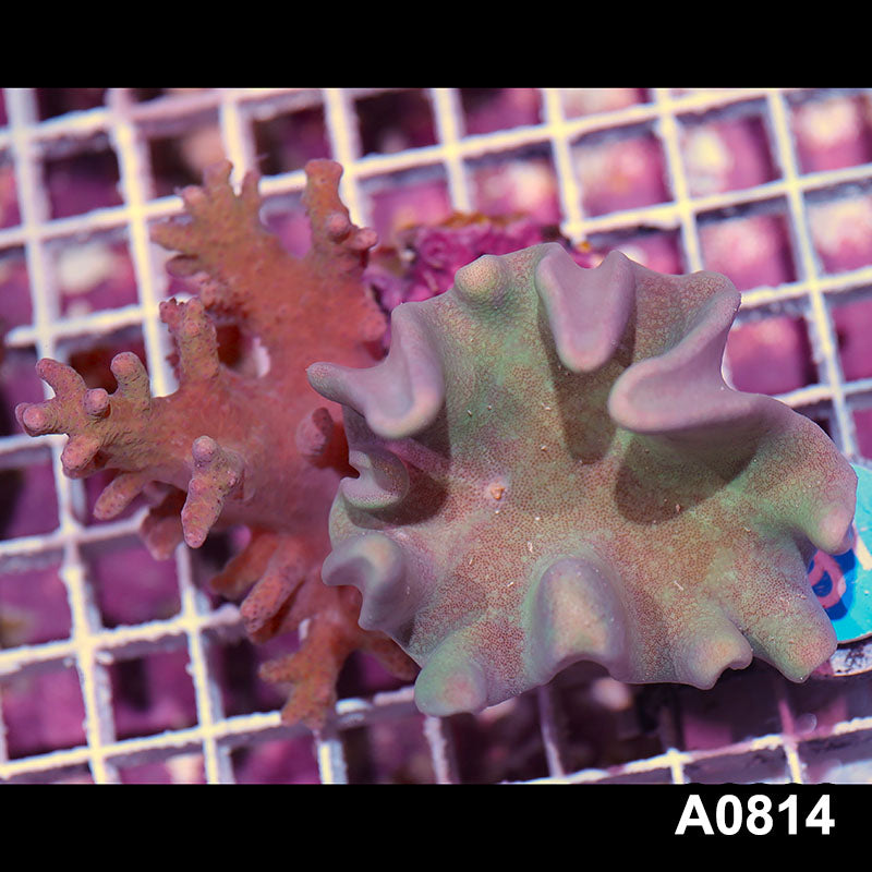 Item#A0814IN0814(S) WYSIWYG Indo Crown Leather and Sinularia Combo