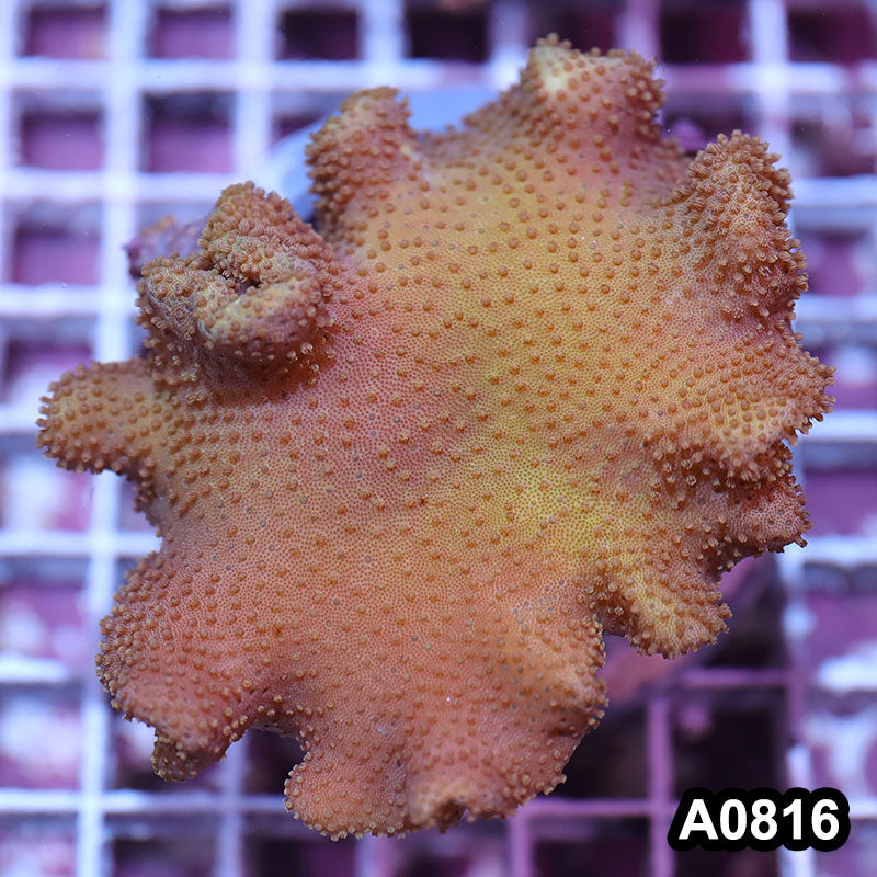 Item#A0816IN0816(M) WYSIWYG Fiji Island Yellow Leather