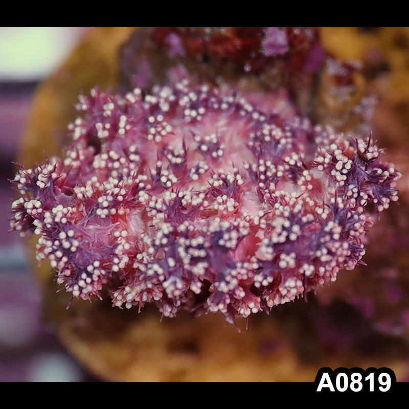 Item#A0819IN0819(S) WYSIWYG Indo Cultured Dendronephthya