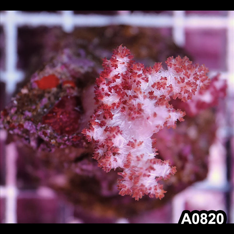 Item#A0820IN0820(S) WYSIWYG Indo Cultured Dendronephthtya