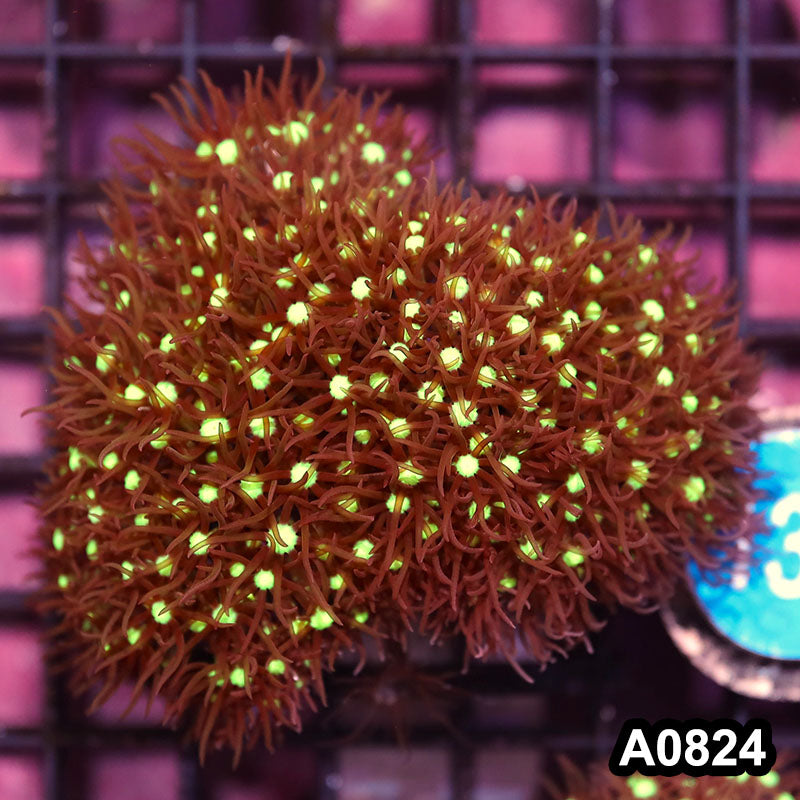 Item#A0824IN0824(S) WYSIWYG Aussie Star Polyp Frag