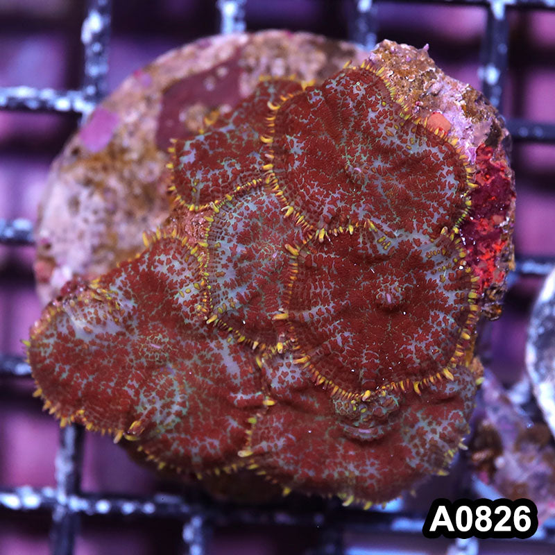 Item#A0826IN0826(S) WYSIWYG Indo Rainbow Rhodactis Mushroom Colony