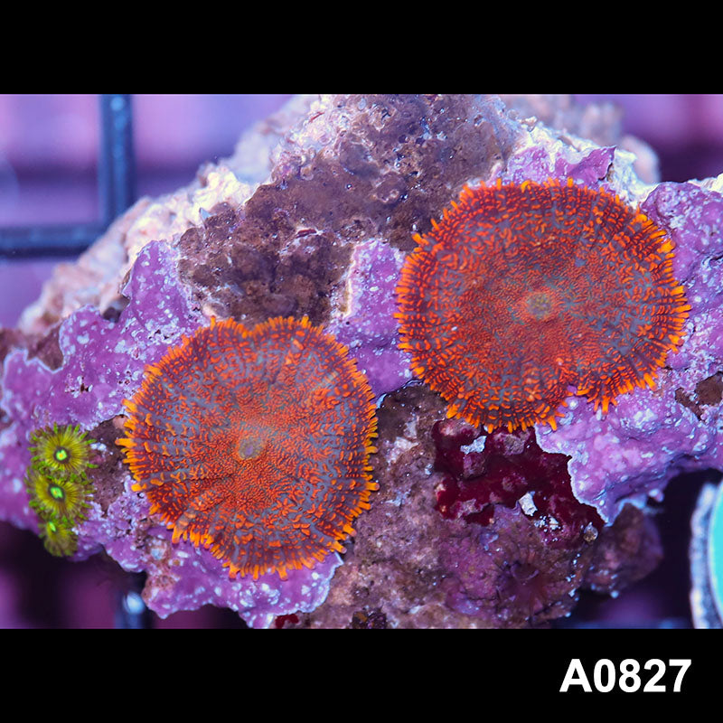 Item#A0827IN0827(S) WYSIWYG Indo Rainbow Rhodactis Mushrooms