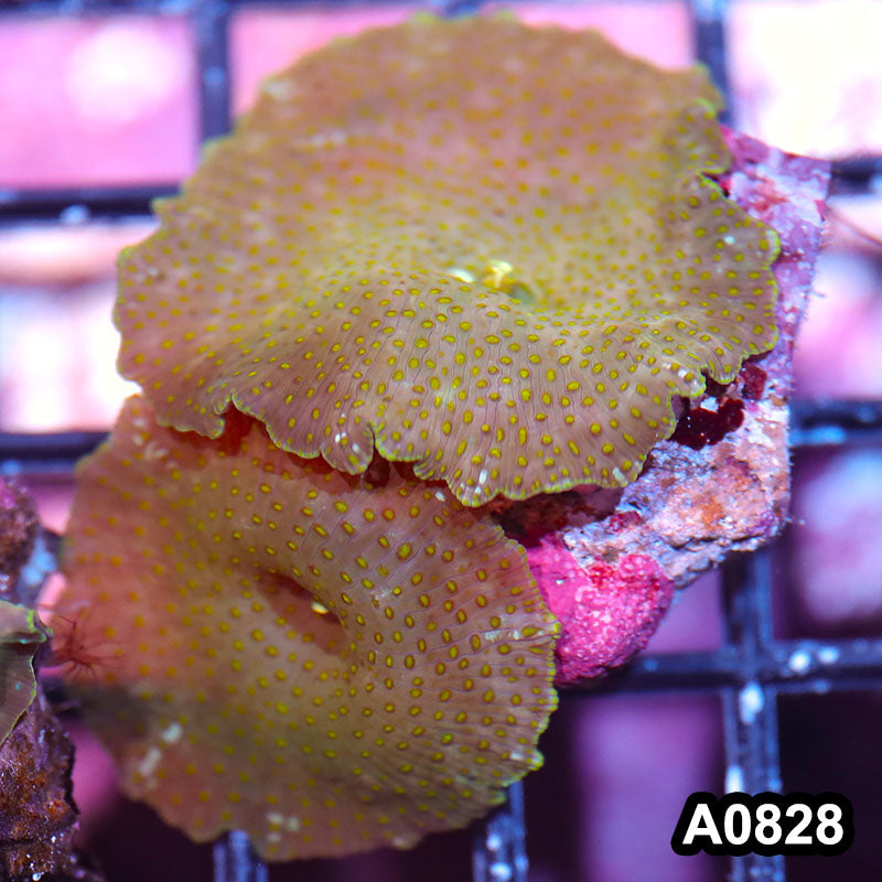 Item#A0828IN0828(S) WYSIWYG Vietnam Ultra Discosoma