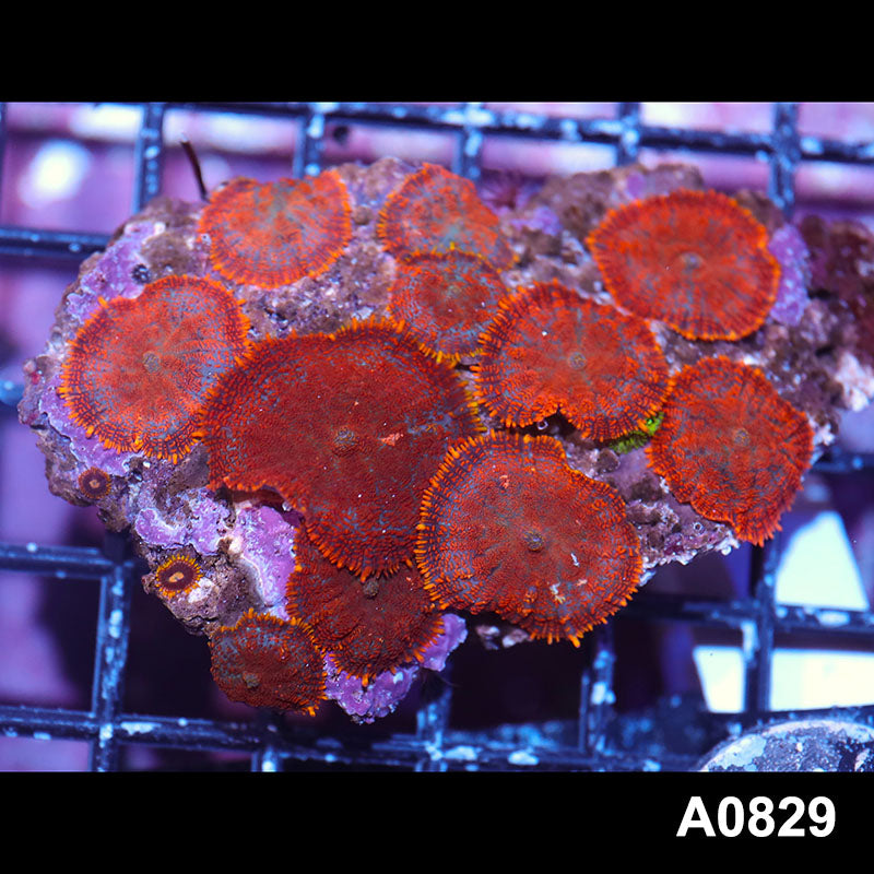 Item#A0829IN0829(S) WYSIWYG Indo Rainbow Rhodactis Mushroom Colony